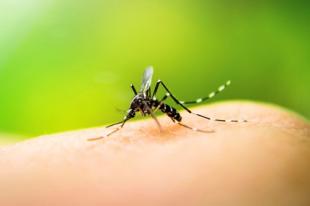 FEBRE DO ZIKA VIRUS, CHIKUNGUNYA E DENGUE