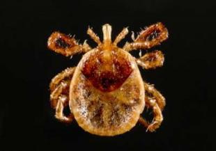 FEBRE MACULOSA E BORRELIOSE BRASILEIRA- LYME SIMILE