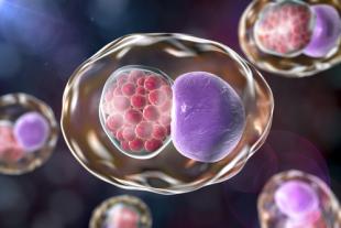 CHLAMYDIA TRACHOMATIS - DIAGNÃ“STICO LABORATORIAL POR PCR-RT